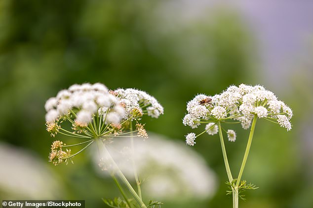 The plant was found washed up on a 20-mile stretch between Drigg and Parton on Thursday, 18 December (file photo)