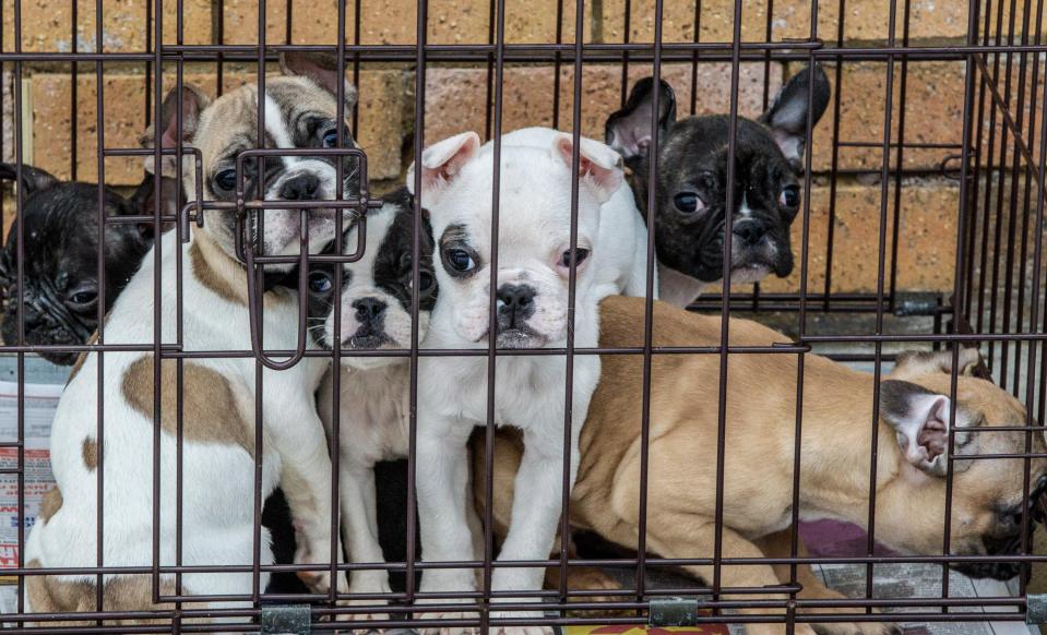 Rescued French Bulldog puppies in a cage.