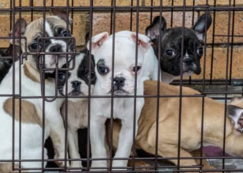 Crackdown on cruel puppy farms and ban on trail hunting planned in major animal welfare shake-up by Government