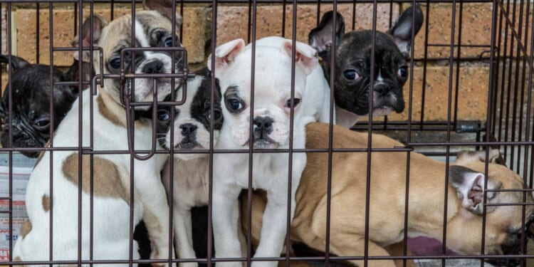 Crackdown on cruel puppy farms and ban on trail hunting planned in major animal welfare shake-up by Government