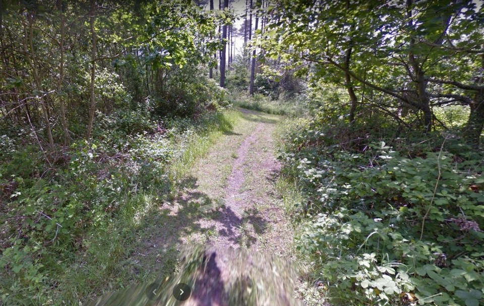 A dirt path through Pembrey Country Park.