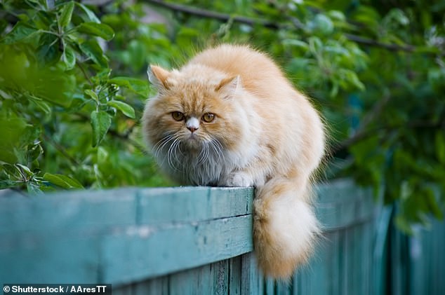 Mr Williamson said he was worried about risks posed by 'recurring fouling' to their newborn who will soon be playing in our garden of their house in Bedwas, Caerphilly (stock photo)