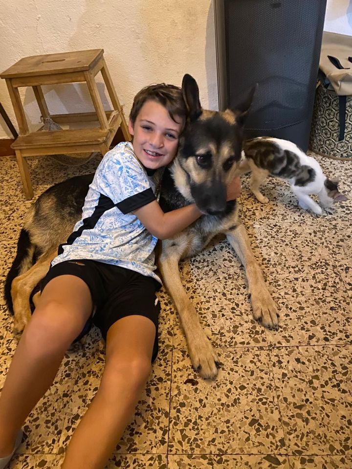 A boy hugging a German Shepherd, with a cat in the background.