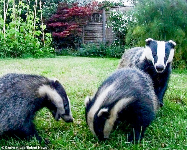 Graham is a recognisable face on the island due to his work for the last 16 years with local volunteer group the Badgers Trust. He sometimes kept them on his driveway