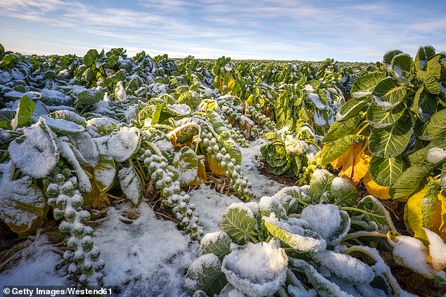 Despite Labour's changes this week to inheritance tax on land and business assets, the damage already wrought on British farms has been catastrophic