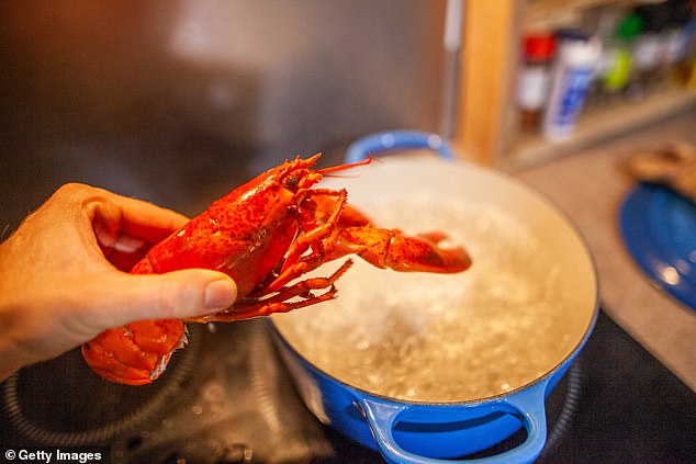 Fans of the boiling alive method take solace from the fact that lobsters don’t have a brain in the conventional sense and possess 100,000 neurons – or nerve cells – compared to a human’s 100billion
