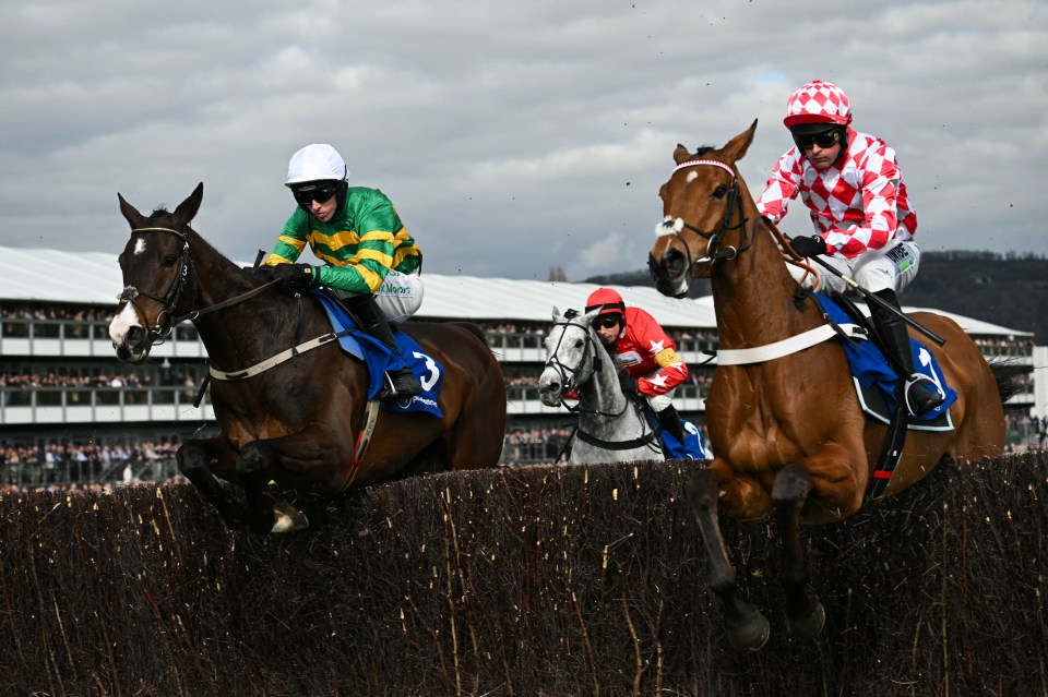 Three racehorses and jockeys jumping over a hedge at Cheltenham.