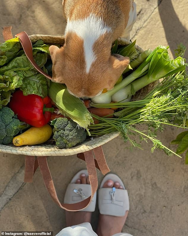 The duchess's social media revamp has not been entirely smooth - with a number of alleged blunders. In May, an image she posted of the Sussexes' beagle Mia sparked criticism, with claims there was something suspicious about the lack of mud on the fruit and veg