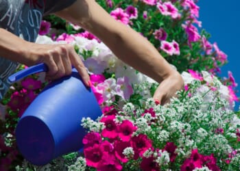 Former royal gardener reveals the Xmas hack that can help your garden flourish in spring AND uses up your leftovers too