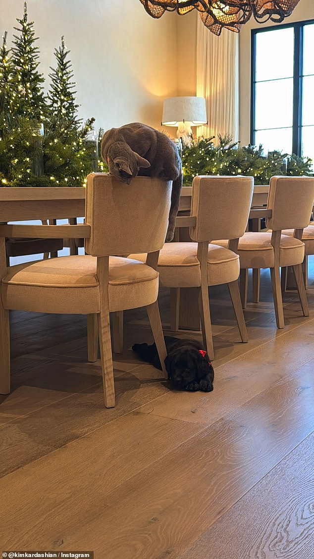 One of the family's Russian Blue cats was also adjusting to her new fur sibling