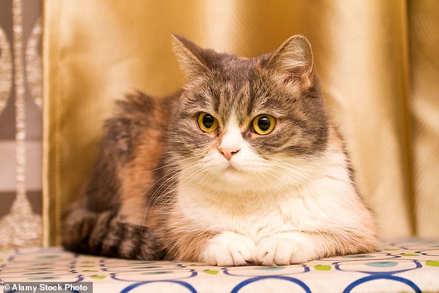 The CIA's plan was to get vets to surgically implant microphones in a cat's ears, a small radio transmitter in its skull and push a thin wire through its fire (File image)