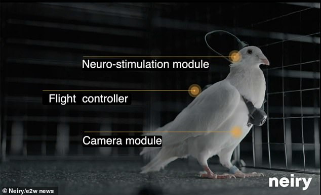 The birds can be steered remotely in real time, with operators able to upload flight commands by stimulating targeted regions of the brain