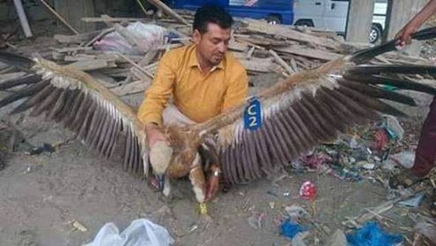 In 2018, a Bulgarian vulture (pictured) that flew into Yemen was captured after officials believed it was being used to spy on the army
