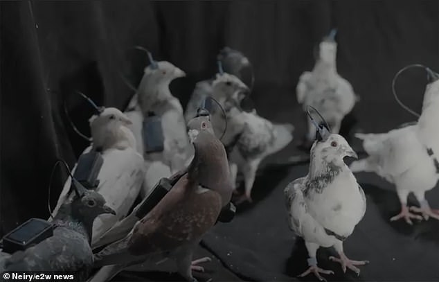 Neiry insists that 'no training is required', declaring that any animal becomes 'remotely controllable after the operation'