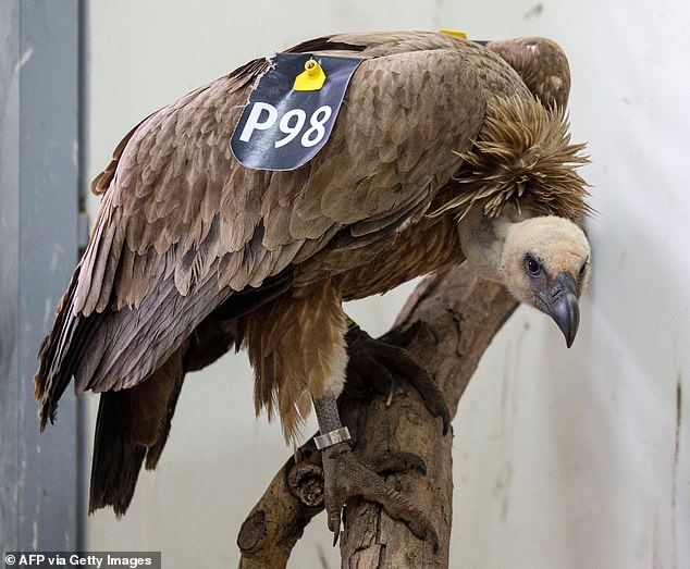 In 2016, a vulture (pictured) as detained in Lebanon on suspicion of spying for Israel
