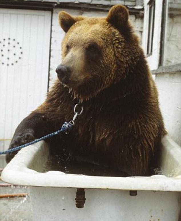 The bear almost came a cropper while filming an advert for Kleenex in the Outer Hebrides in 1980 when he went missing on the Scottish island for 24 days