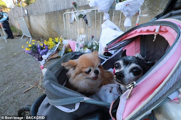 Mourners gather outside La Madrague with their animals to pay their respects to Bardot