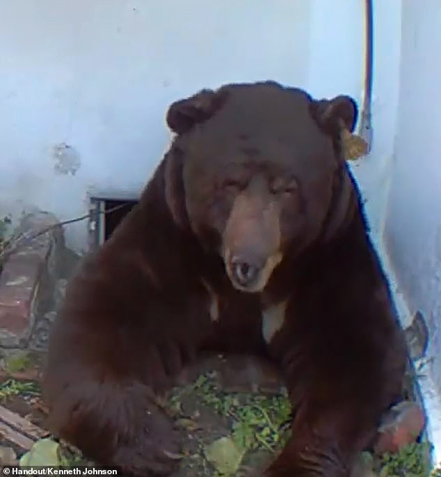 Johnson discovered the massive male black bear had taken up residence in the crawl space of his Altadena home just before Thanksgiving