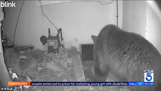 Johnson claimed the Department of Fish and Wildlife told him they will no longer help remove the beast, but a department spokesperson told the Daily Mail they are committed to helping