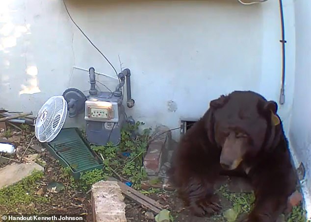 Officials have attempted to capture the beast, called Yellow 2120 by researchers, with bait and noisemakers, but have been unsuccessful