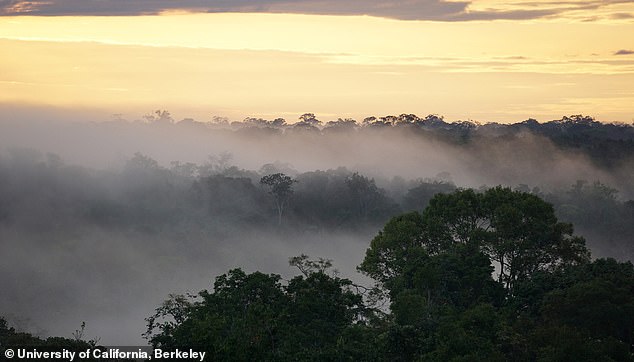 Usually, the dry season in the Amazon lasts from July to September and brings hotter-than-normal conditions. However, in hypertropical conditions, the dry season is extended – putting more stress on trees