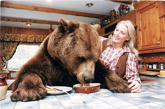 The bear would drink his morning tea from a mugand could sit up at the table to blow out the candles on his birthday cake. At night he would sprawl in front of the fire
