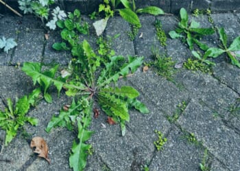 Stop sprinkling salt over patios