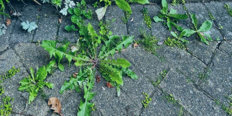 Stop sprinkling salt over patios