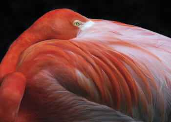 Art books capture spectacular birds, butterflies, and ocean creatures