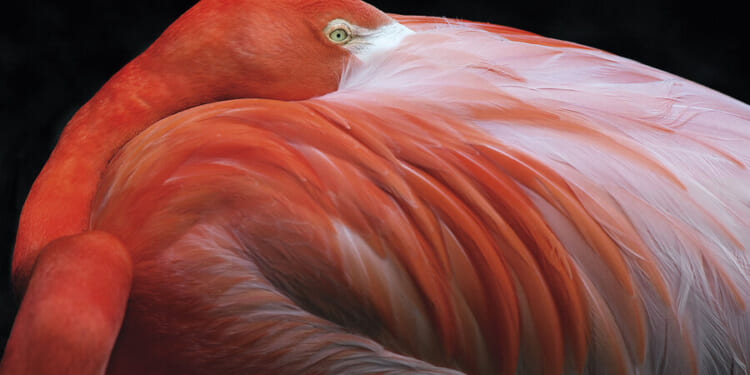 Art books capture spectacular birds, butterflies, and ocean creatures