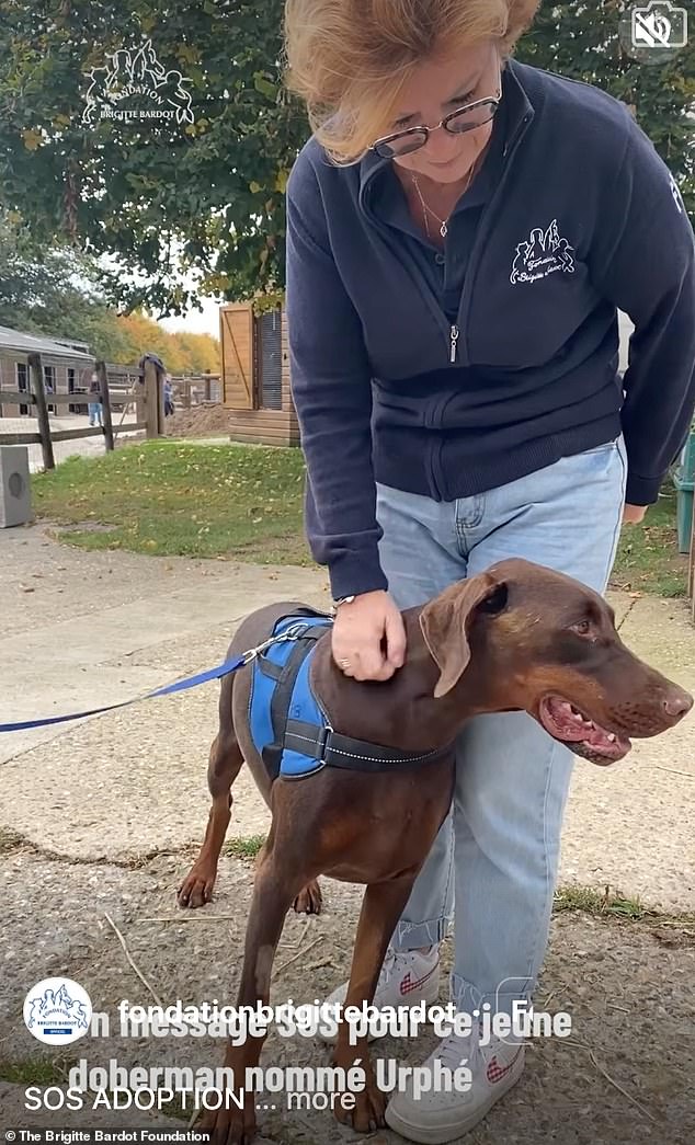 The most recent upload from the foundation's Instagram page shows a video of Brigitte with a Doberman named Urphe who was looking for a new home