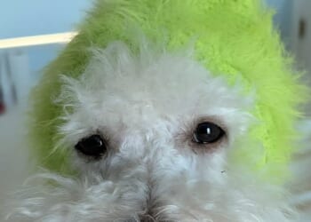 Brooklyn Beckham has suggested he is feeling Grinch-like as he shared a picture of his dog dressed up as the character after skipping Holly Ramsay's wedding