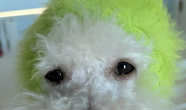 Brooklyn Beckham has suggested he is feeling Grinch-like as he shared a picture of his dog dressed up as the character after skipping Holly Ramsay's wedding