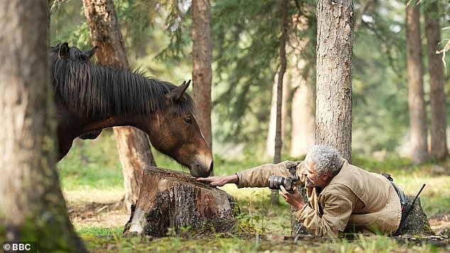Gordon Buchanan made it his mission to get as close as possible, mimicking the horses' body language to put them at their ease. At one point, crouched in the grass