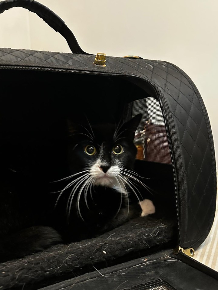 A black and white cat sits inside a black soft-sided pet carrier, looking forward.