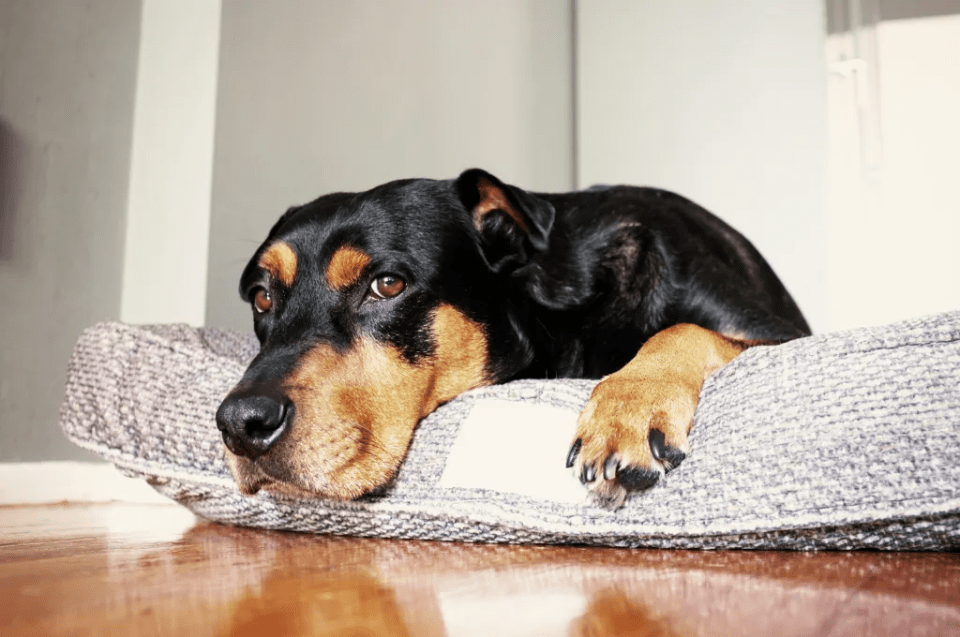 Black and tan dog resting on a gray dog bed.