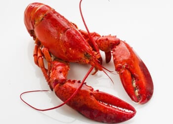 The idea that any lobster-serving establishment might also have to, er, shell out for a £3,500 stunning machine in order to have the antennae-waving beauties on the menu has gone down like a bowl of cold bisque