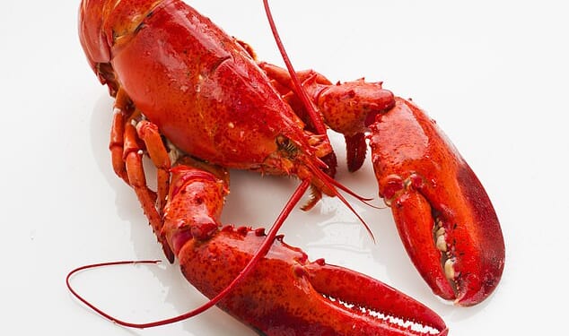 The idea that any lobster-serving establishment might also have to, er, shell out for a £3,500 stunning machine in order to have the antennae-waving beauties on the menu has gone down like a bowl of cold bisque