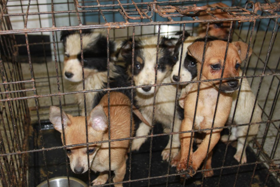 Puppies in a small cage.