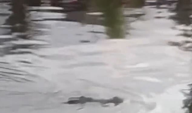 Crocodile drags boy, ten, to his death: Horrified villagers discover beast with child in its mouth