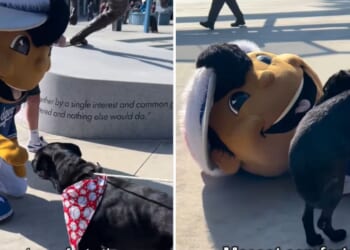 The Los Angeles Dodgers "performance character" (otherwise known as a mascot) frolics with Waldomar, a black Labrador who failed to find a new home at an adoption event Sunday.