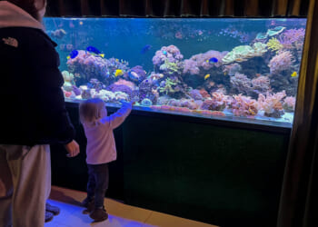 Eastern Ukraine aquarium is a gift: A peaceful, colorful escape