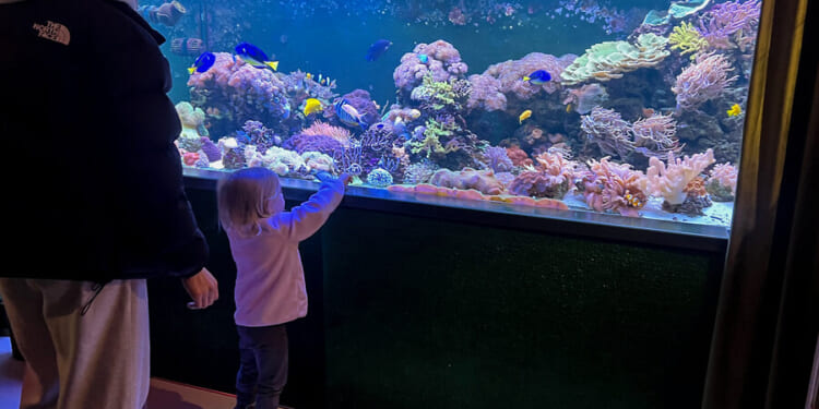 Eastern Ukraine aquarium is a gift: A peaceful, colorful escape