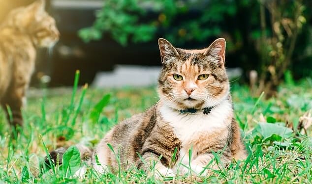 The father's case was launched after a judge heard the cats' mess 'had been going on for some months and that various humane methods which he had tried had been unsuccessful' (stock photo)