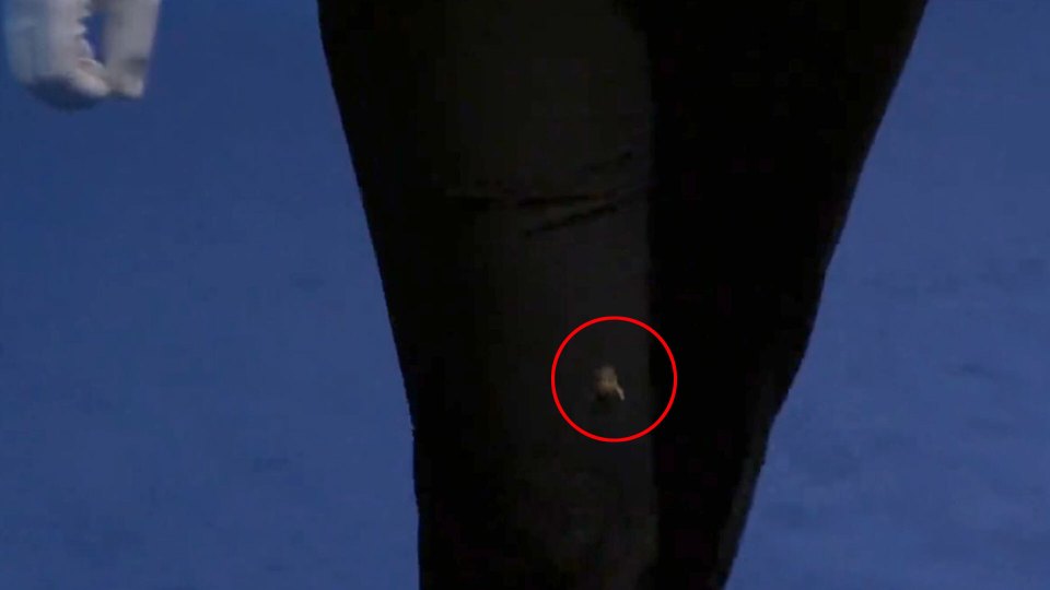 Bee on athlete's pants with red circle highlighting it.