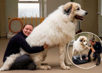 'Glorious' dog the size of a small POLAR BEAR is hoping for a new owner