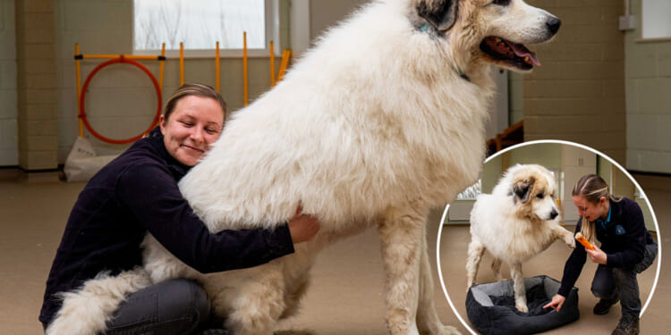 'Glorious' dog the size of a small POLAR BEAR is hoping for a new owner