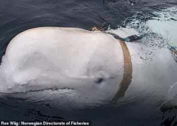 The harness and camera mount sparked allegations that the beluga was 'a spy whale'. It has now been revealed the beluga was likely guarding something