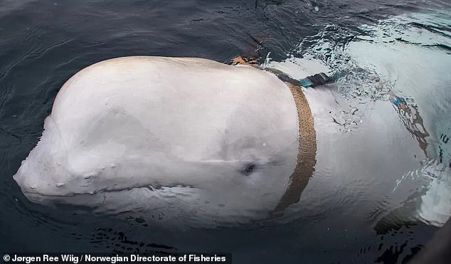 The harness and camera mount sparked allegations that the beluga was 'a spy whale'. It has now been revealed the beluga was likely guarding something