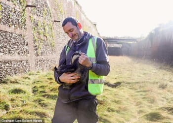 Graham Lee, 56, from the Isle of Wight, pictured here with a rescued badger. He was a victim of an arson attack by his neighbour who set fire to his Land Rover